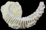 Cretaceous Fossil Oyster (Rastellum) - Madagascar #49870-1